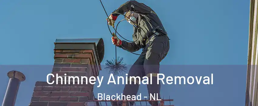 Chimney Animal Removal Blackhead - NL