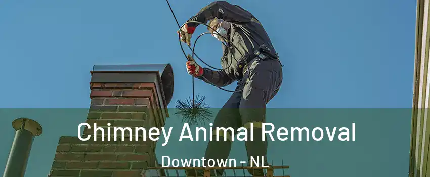 Chimney Animal Removal Downtown - NL