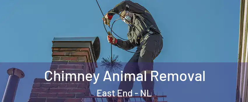Chimney Animal Removal East End - NL