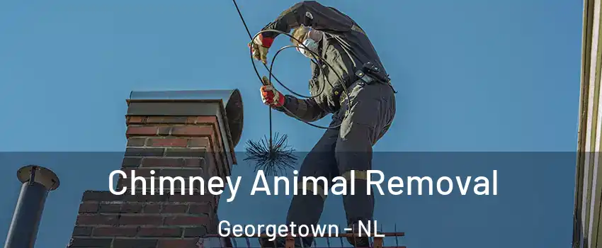 Chimney Animal Removal Georgetown - NL