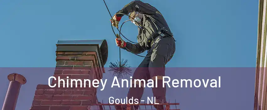 Chimney Animal Removal Goulds - NL