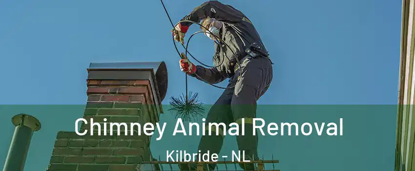Chimney Animal Removal Kilbride - NL