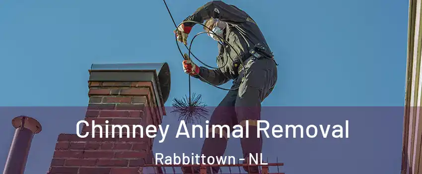 Chimney Animal Removal Rabbittown - NL