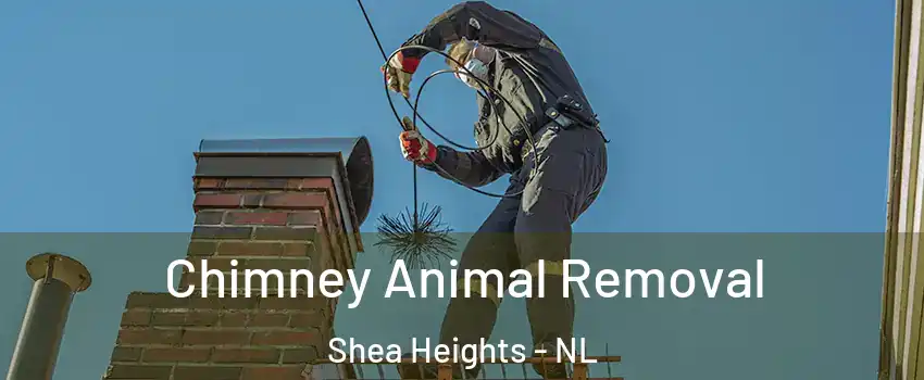 Chimney Animal Removal Shea Heights - NL