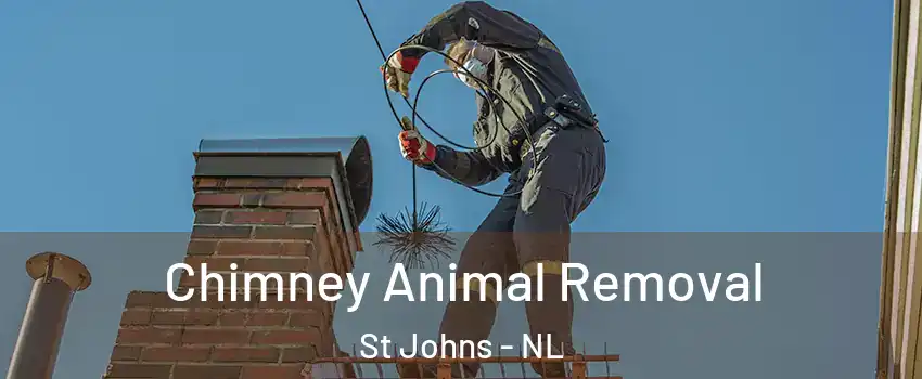 Chimney Animal Removal St Johns - NL