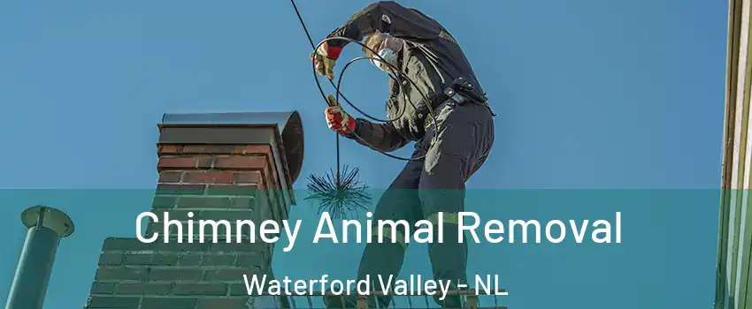 Chimney Animal Removal Waterford Valley - NL