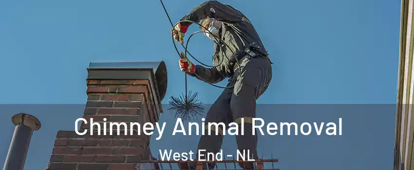 Chimney Animal Removal West End - NL