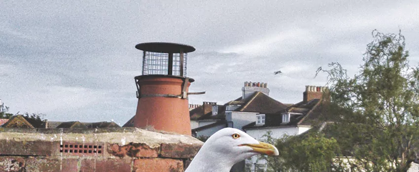 Chimney Cap Bird Guard Repair in St Johns, Newfoundland and Labrador
